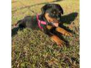 Rottweiler Puppy for sale in Castle Hayne, NC, USA