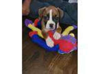 Boxer Puppy for sale in Glen Burnie, MD, USA