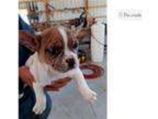 French Bulldog Puppy for sale in Pueblo, CO, USA