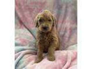Goldendoodle Puppy for sale in Lake Orion, MI, USA