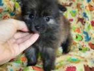 Pomeranian Puppy for sale in Sparta, TN, USA