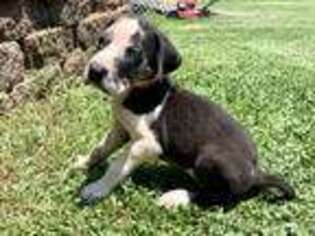 Great Dane Puppy for sale in Richburg, SC, USA