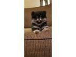 Pomeranian Puppy for sale in Dale, IN, USA