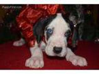 Great Dane Puppy for sale in Springfield, MO, USA