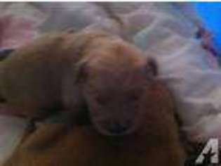 Golden Retriever Puppy for sale in ANAHEIM, CA, USA