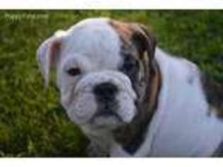 Bulldog Puppy for sale in Caulfield, MO, USA