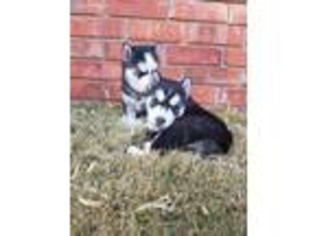 Siberian Husky Puppy for sale in Lubbock, TX, USA
