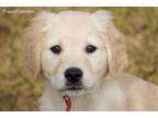 Golden Retriever Puppy for sale in Cedar, MN, USA