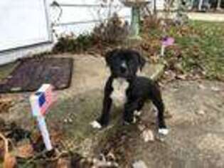 Staffordshire Bull Terrier Puppy for sale in Mooresville, IN, USA