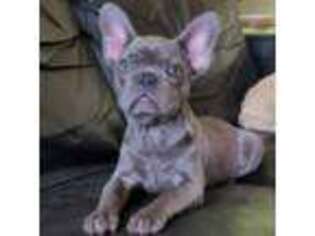 French Bulldog Puppy for sale in Pillager, MN, USA