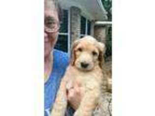 Goldendoodle Puppy for sale in Niceville, FL, USA