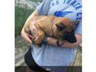 Belgian Malinois Puppy for sale in Stephens, GA, USA