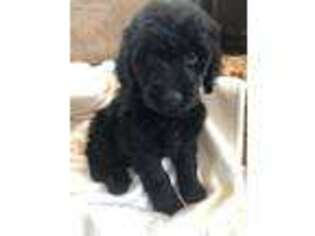 Goldendoodle Puppy for sale in Anza, CA, USA