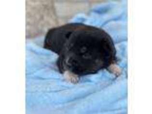 Shiba Inu Puppy for sale in Three Rivers, MI, USA