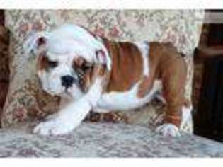 Bulldog Puppy for sale in Kirksville, MO, USA