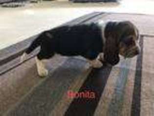 Basset Hound Puppy for sale in Sunman, IN, USA