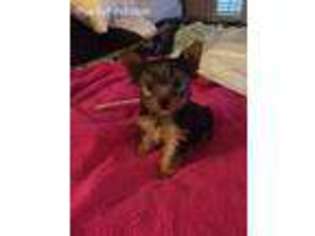 Yorkshire Terrier Puppy for sale in Wedgefield, SC, USA