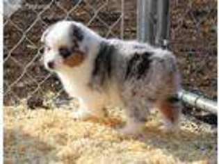 Miniature Australian Shepherd Puppy for sale in Murdo, SD, USA