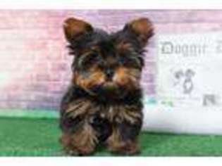 Yorkshire Terrier Puppy for sale in Joppa, MD, USA