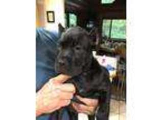 Cane Corso Puppy for sale in Seneca, MO, USA