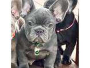 French Bulldog Puppy for sale in Omaha, NE, USA