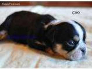 Bulldog Puppy for sale in Inwood, IA, USA