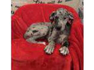 Great Dane Puppy for sale in Commodore, PA, USA