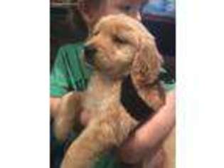 Golden Retriever Puppy for sale in Butler, PA, USA