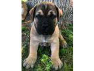 Boerboel Puppy for sale in Huntingdon, PA, USA