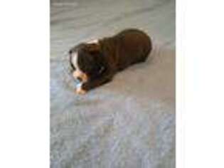 Mutt Puppy for sale in Wellston, OK, USA