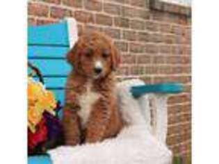 Goldendoodle Puppy for sale in Leola, PA, USA