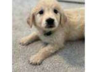 Golden Retriever Puppy for sale in Bradenton, FL, USA