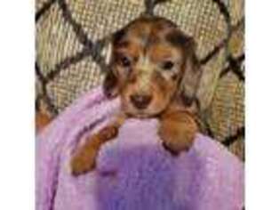Dachshund Puppy for sale in Hillsville, VA, USA