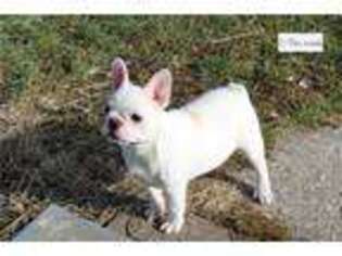 French Bulldog Puppy for sale in Kirksville, MO, USA
