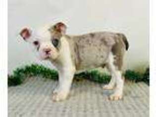 Boston Terrier Puppy for sale in Canton, OH, USA