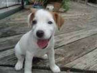 Jack Russell Terrier Puppy for sale in Wills Point, TX, USA