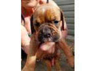 Olde English Bulldogge Puppy for sale in Hephzibah, GA, USA