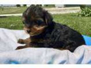 Yorkshire Terrier Puppy for sale in Arcola, IL, USA