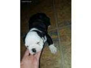 Bulldog Puppy for sale in Martinsville, VA, USA