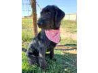 Labradoodle Puppy for sale in Oakdale, CA, USA