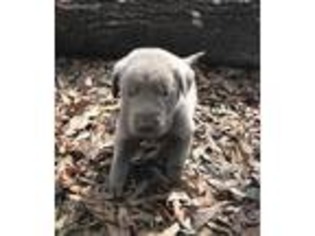 Labrador Retriever Puppy for sale in Defuniak Springs, FL, USA