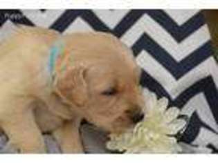 Golden Retriever Puppy for sale in Jonesboro, IN, USA