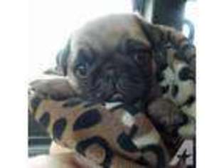 Pug Puppy for sale in SEATTLE, WA, USA
