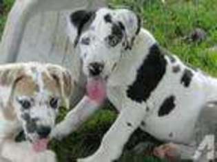 Great Dane Puppy for sale in MACON, GA, USA