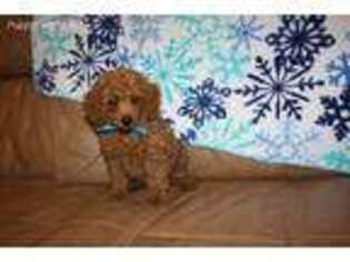 Mutt Puppy for sale in Creighton, MO, USA