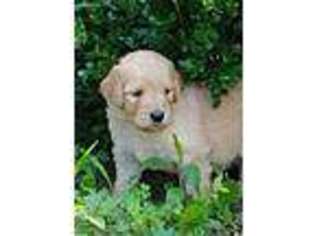 Goldendoodle Puppy for sale in Denton, MD, USA
