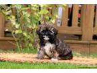 Havanese Puppy for sale in Honey Brook, PA, USA