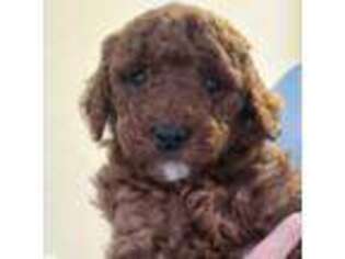 Goldendoodle Puppy for sale in Show Low, AZ, USA