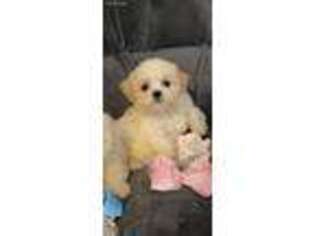 Bichon Frise Puppy for sale in Vine Grove, KY, USA