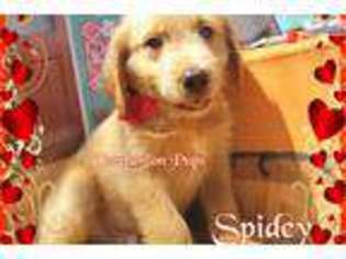 Labradoodle Puppy for sale in Nashville, TN, USA